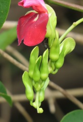 Canavalia bonariensis