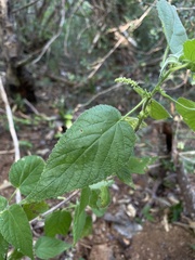 Acalypha cuspidata