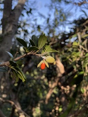 Trichilia triacantha