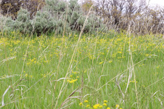 Lomatium triternatum anomalum