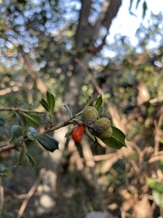 Trichilia triacantha