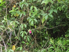 Canavalia bonariensis