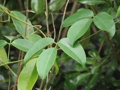 Canavalia bonariensis