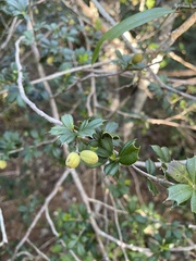 Trichilia triacantha