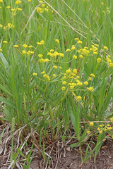 Lomatium triternatum anomalum