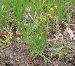 Lomatium triternatum anomalum