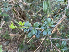 Trichilia triacantha