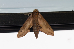 Hippotion velox