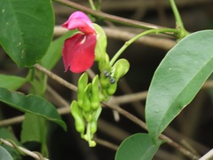 Canavalia bonariensis