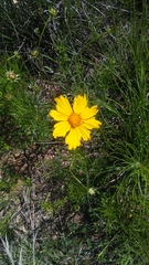 Coreopsis grandiflora