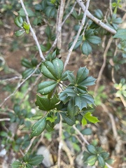 Trichilia triacantha