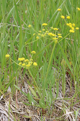 Lomatium triternatum anomalum