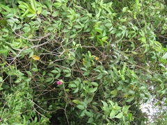 Canavalia bonariensis