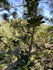 Trichilia triacantha