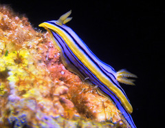 Chromodoris elisabethina