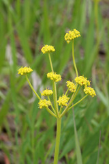Lomatium triternatum anomalum