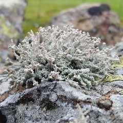 Stereocaulon vesuvianum