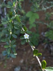 Ditaxis fasciculata