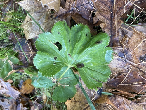 Image of Alchemilla baltica by (c) Fedor Kiryanov-Gref, some rights reserved (CC BY)