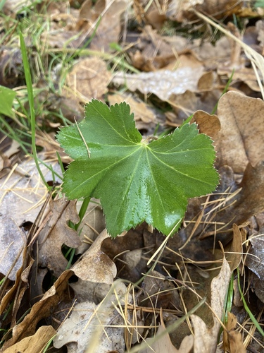 Image of Alchemilla baltica by (c) Fedor Kiryanov-Gref, some rights reserved (CC BY)
