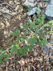 Crotalaria lotifolia
