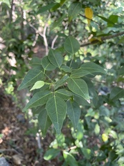 Amyris elemifera