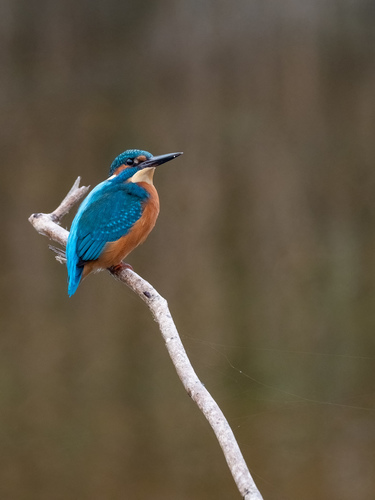 Martín pescador común (Alcedo atthis)