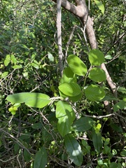 Piscidia carthagenensis