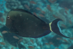 Acanthurus auranticavus