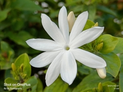 Jasminum multipartitum