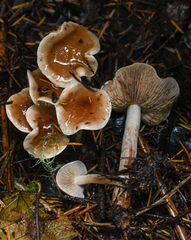 Hebeloma sacchariolens