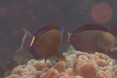 Acanthurus auranticavus
