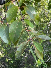 Citharexylum spinosum