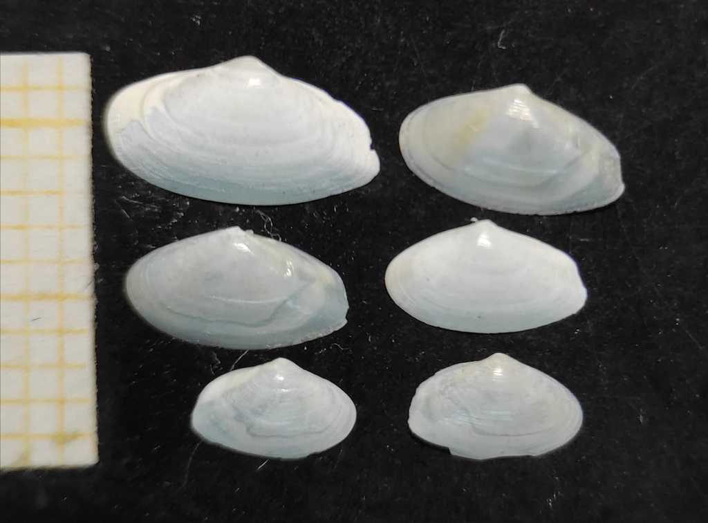 Erodoninae