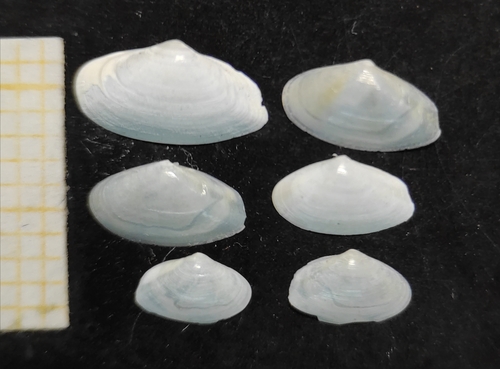 Representative image of Lentidium mediterraneum