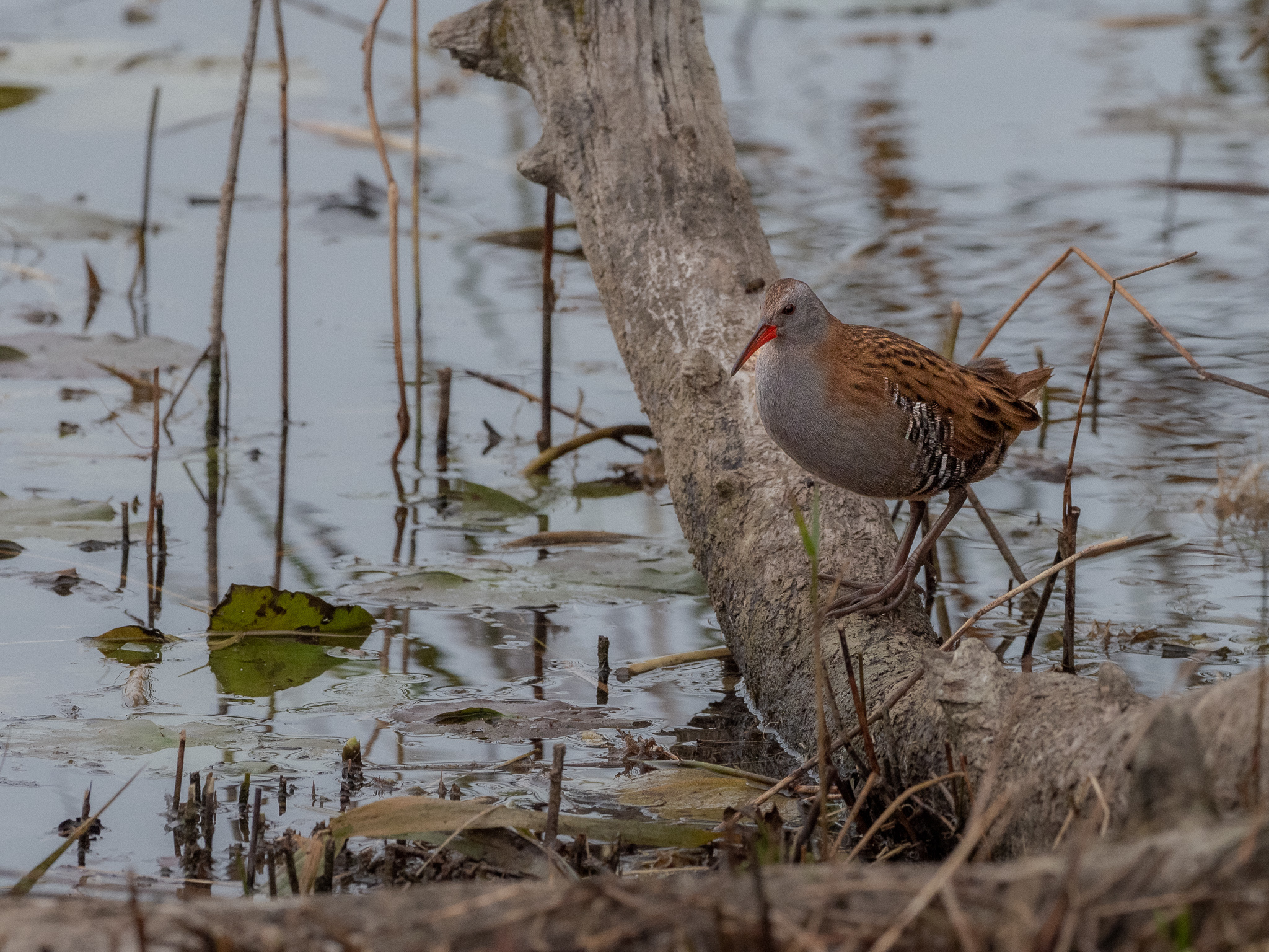 Water Rail