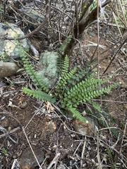 Notholaena trichomanoides