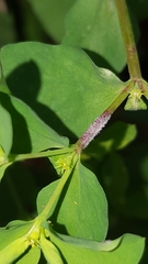 Podosphaera euphorbiae