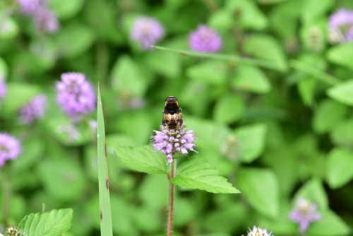 Phytomia zonata