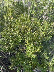 Myrciaria myrtifolia