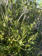 Myrciaria myrtifolia