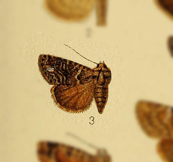 Iambia nocturna