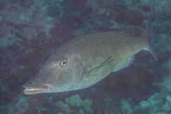Lethrinus olivaceus