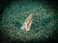 Apterichtus anguiformis