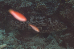 Plectropomus areolatus