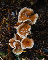 Hebeloma sacchariolens