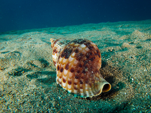 Atlantic Triton Snail