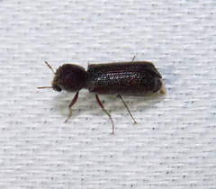 Amphicerus bicaudatus