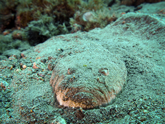 Uranoscopus scaber