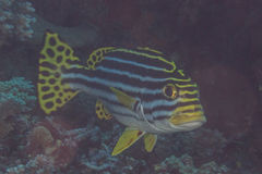 Plectorhinchus vittatus